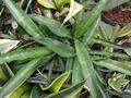 Sansevieria dooneri
